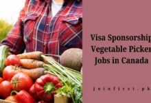 Visa Sponsorship Vegetable Picker Jobs in Canada