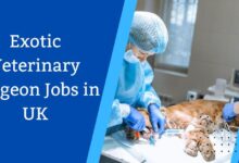 Exotic Veterinary Surgeon Jobs in UK