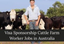 Visa Sponsorship Cattle Farm Worker Jobs in Australia