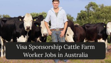 Visa Sponsorship Cattle Farm Worker Jobs in Australia