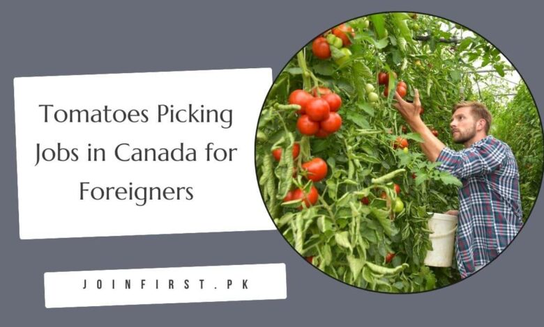 Tomatoes Picking Jobs in Canada for Foreigners
