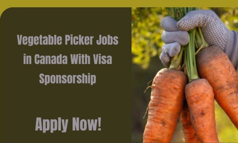Vegetable Picker Jobs in Canada With Visa Sponsorship