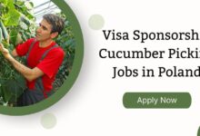 Visa Sponsorship Cucumber Picking Jobs in Poland