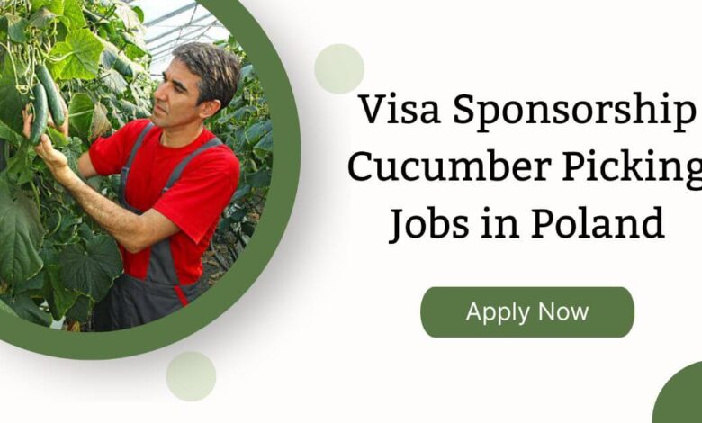 Visa Sponsorship Cucumber Picking Jobs in Poland