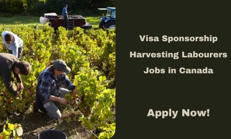 Visa Sponsorship Harvesting Labourers Jobs in Canada