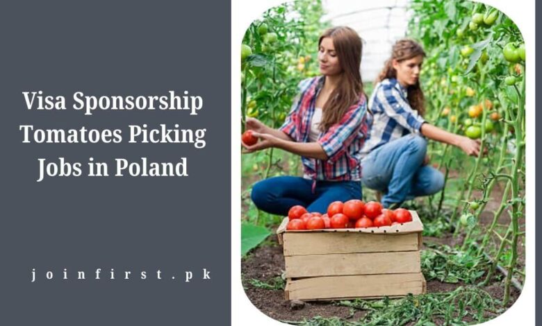 Visa Sponsorship Tomatoes Picking Jobs in Poland