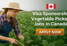 Visa Sponsorship Vegetable Picker Jobs in Canada