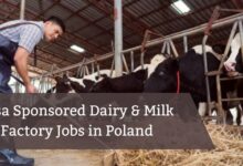 Visa Sponsored Dairy & Milk Factory Jobs in Poland