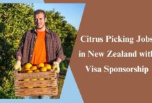 Citrus Picking Jobs in New Zealand with Visa Sponsorship