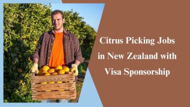 Citrus Picking Jobs in New Zealand with Visa Sponsorship