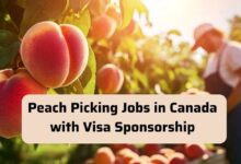 Peach Picking Jobs in Canada with Visa Sponsorship