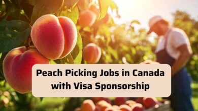 Peach Picking Jobs in Canada with Visa Sponsorship