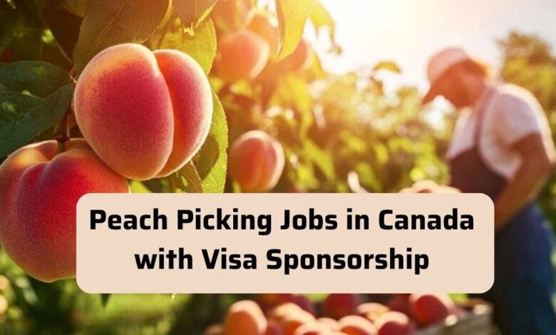 Peach Picking Jobs in Canada with Visa Sponsorship