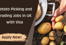 Potato Picking and Grading Jobs in UK with Visa