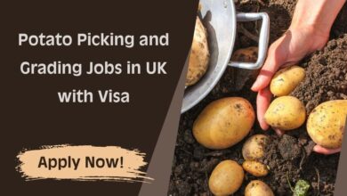 Potato Picking and Grading Jobs in UK with Visa