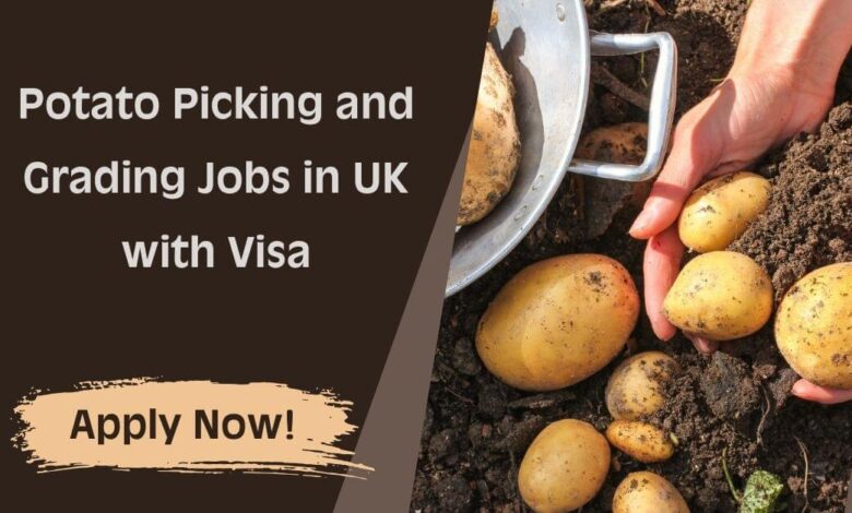 Potato Picking and Grading Jobs in UK with Visa