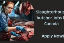 Slaughterhouse butcher Jobs in Canada