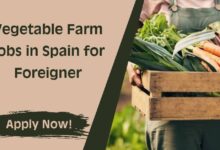 Vegetable Farm Jobs in Spain for Foreigner