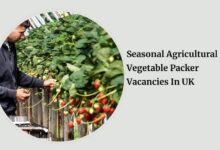 Seasonal Agricultural Vegetable Packer Vacancies In UK