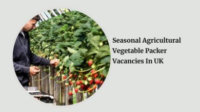Seasonal Agricultural Vegetable Packer Vacancies In UK