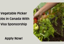 Vegetable Picker Jobs in Canada With Visa Sponsorship