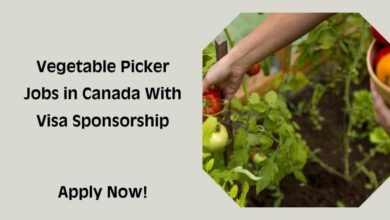 Vegetable Picker Jobs in Canada With Visa Sponsorship