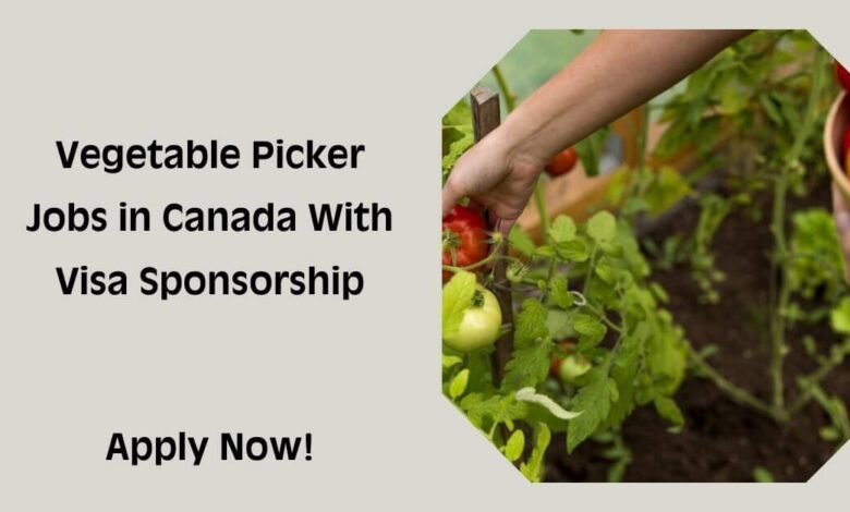 Vegetable Picker Jobs in Canada With Visa Sponsorship